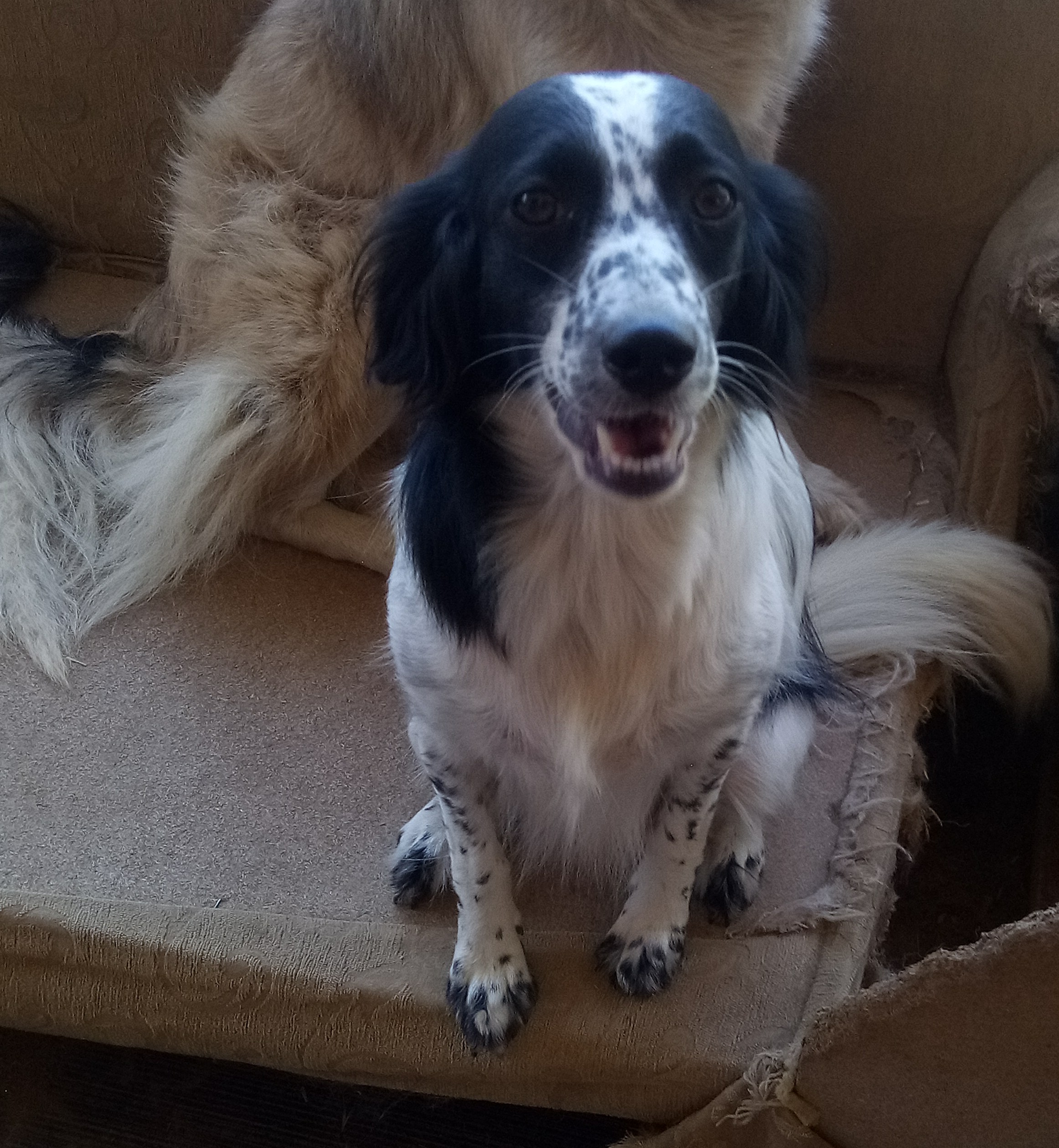 Boubou Zorro Dogsavior Aug19