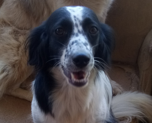 Boubou Zorro Dogsavior Aug19 HP