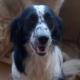 Boubou Zorro Dogsavior Aug19 HP