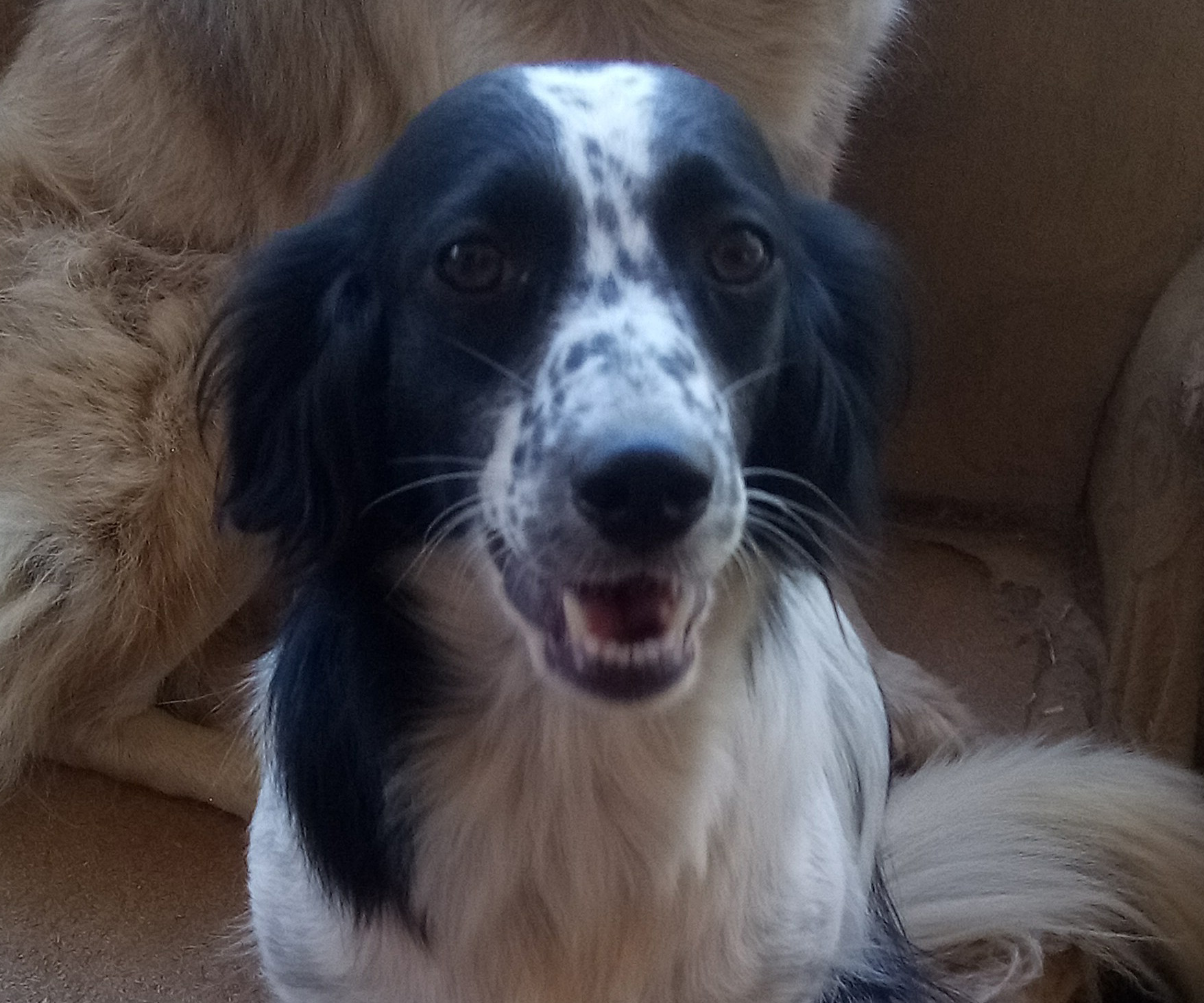 Boubou Zorro Dogsavior Aug19 HP