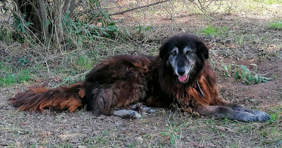 Bridged Zorro Dogsavior Beitragsbild Okt19