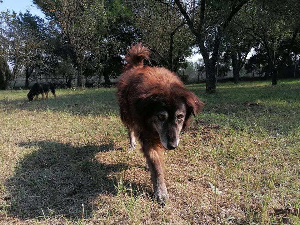 Bridged Zorro Dogsavior Okt19 
