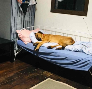 Diesel Zorro DogsaviorHp Dez193