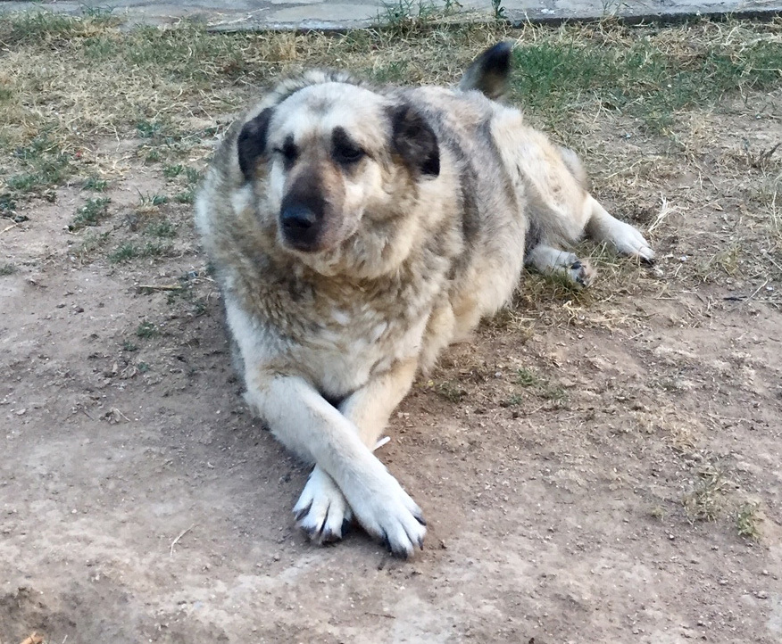 Eftichia Zorro Dogsavior Aug19