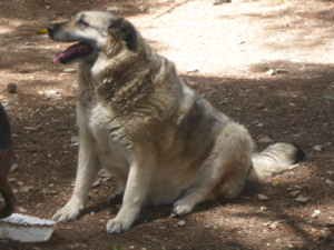 Eftichia Zorro Dogsavior Aug19 2