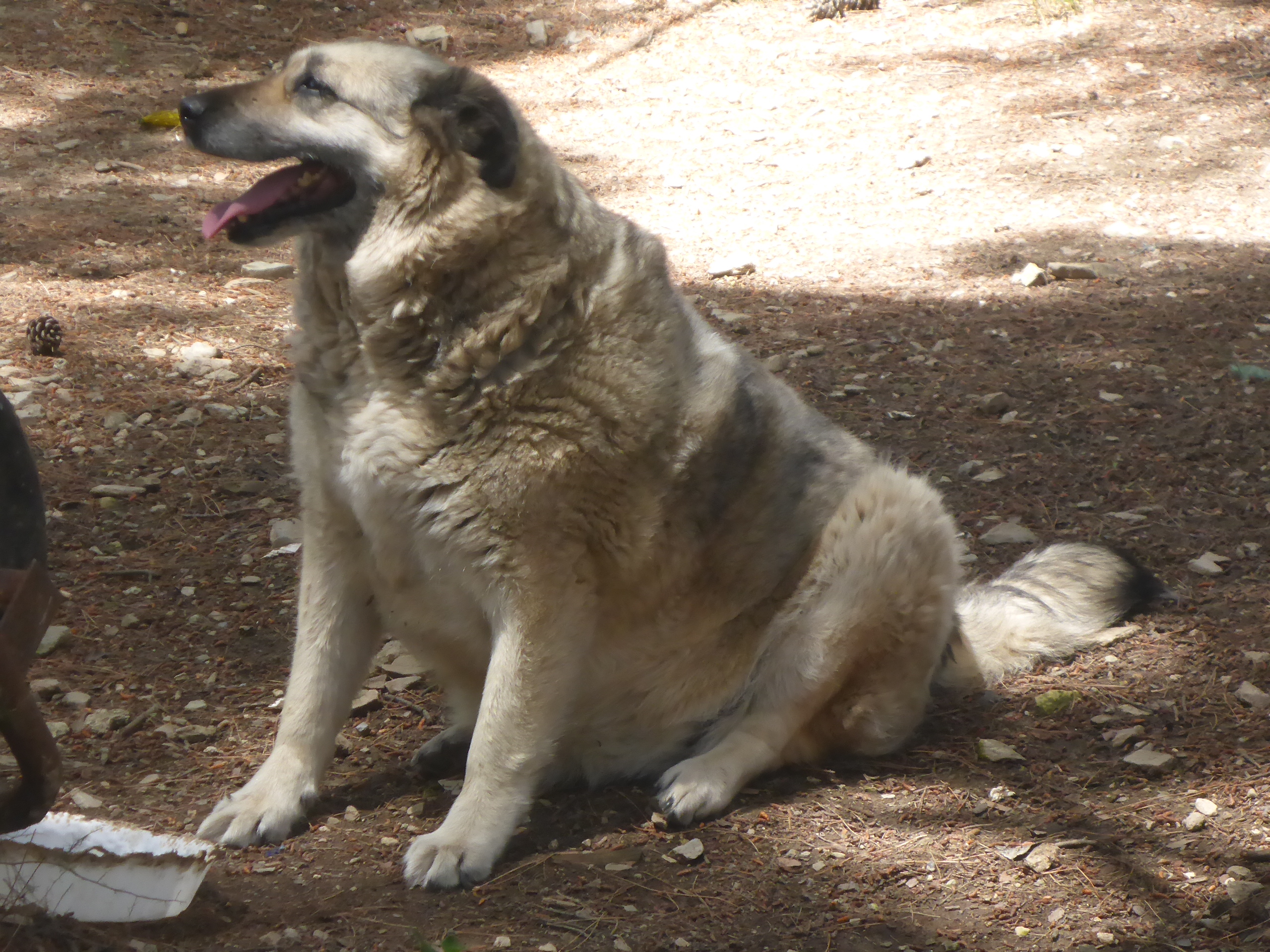 Eftichia Zorro Dogsavior Aug19 2