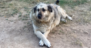 Eftichia Zorro Dogsavior Beitragsbild Aug19