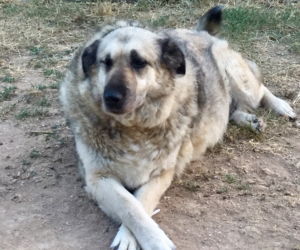 Eftichia Zorro Dogsavior HP Aug19