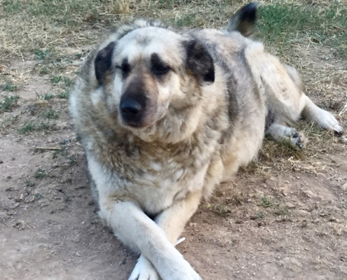 Eftichia Zorro Dogsavior HP Aug19
