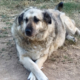 Eftichia Zorro Dogsavior HP Aug19