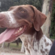 Leonie Zorro Dogsavior HP Okt10