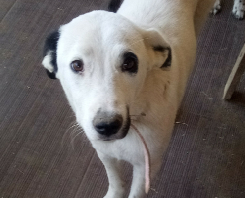 Maggie Zorro Dogsavior Sept19 HP
