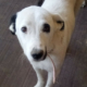 Maggie Zorro Dogsavior Sept19 HP