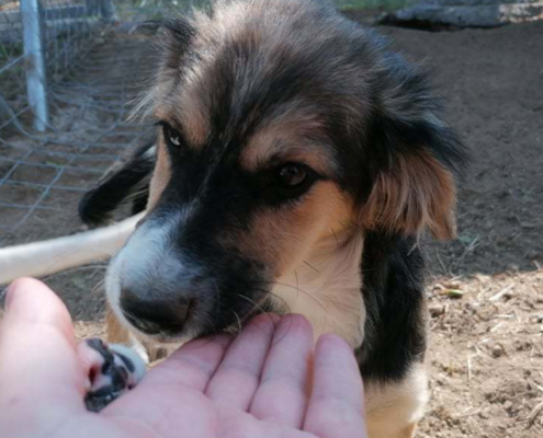 Milou Zorro Dogsavior HP Okt19
