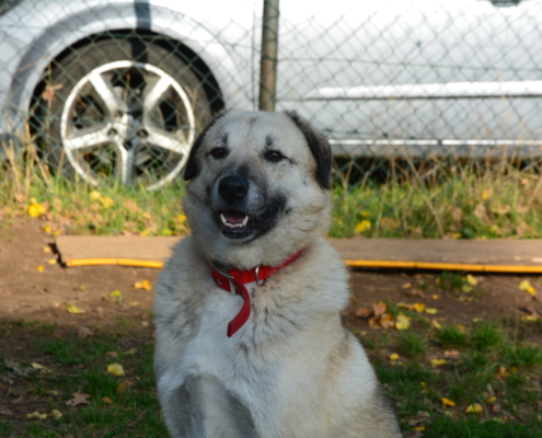 Ria4 Zorro Dogsavior Okt19 HP