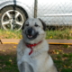 Ria4 Zorro Dogsavior Okt19 HP