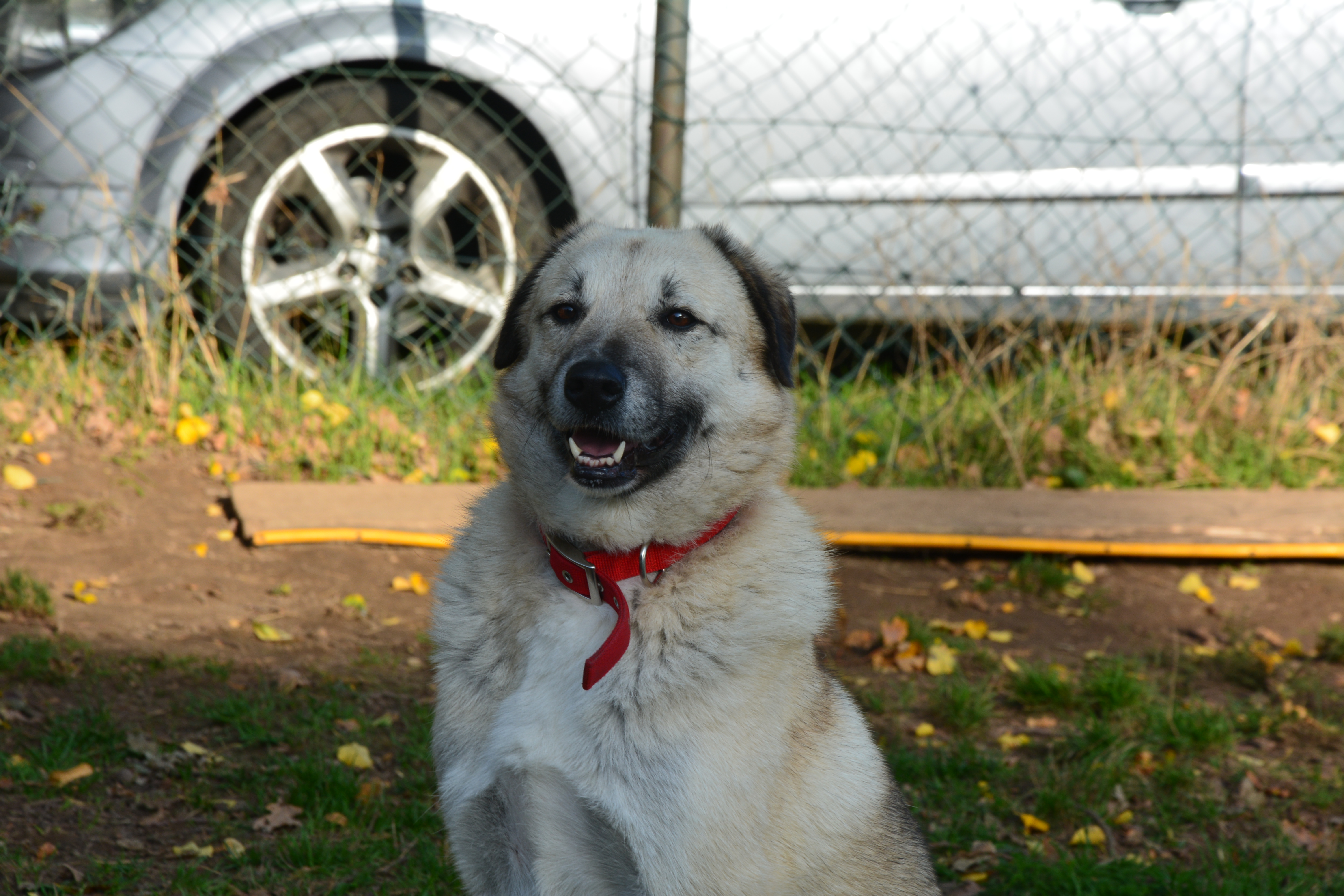 Ria4 Zorro Dogsavior Okt19 HP