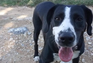 Roula Zorro Dogsavior Okt19 1 1