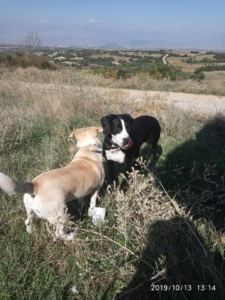 Roula Zorro Dogsavior Okt19 3