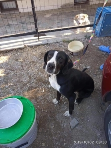 Roula Zorro Dogsavior Okt19 4