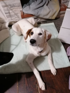 Scarlet Adoption Gtriechenlad