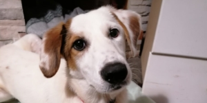 Scarlet Junghündin Adoption e1574759674464