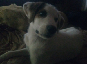 Scarlet Zorro Dogsavior Aug19