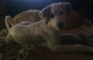 Scarlet Zorro Dogsavior Aug19