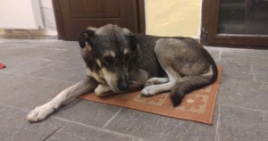Thor Zorro Dogsavior Okt19 Beitragsbild
