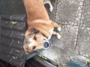 Bailey Rüde Thessaloniki