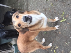 Bailey Rüde Tierhilfe Gr
