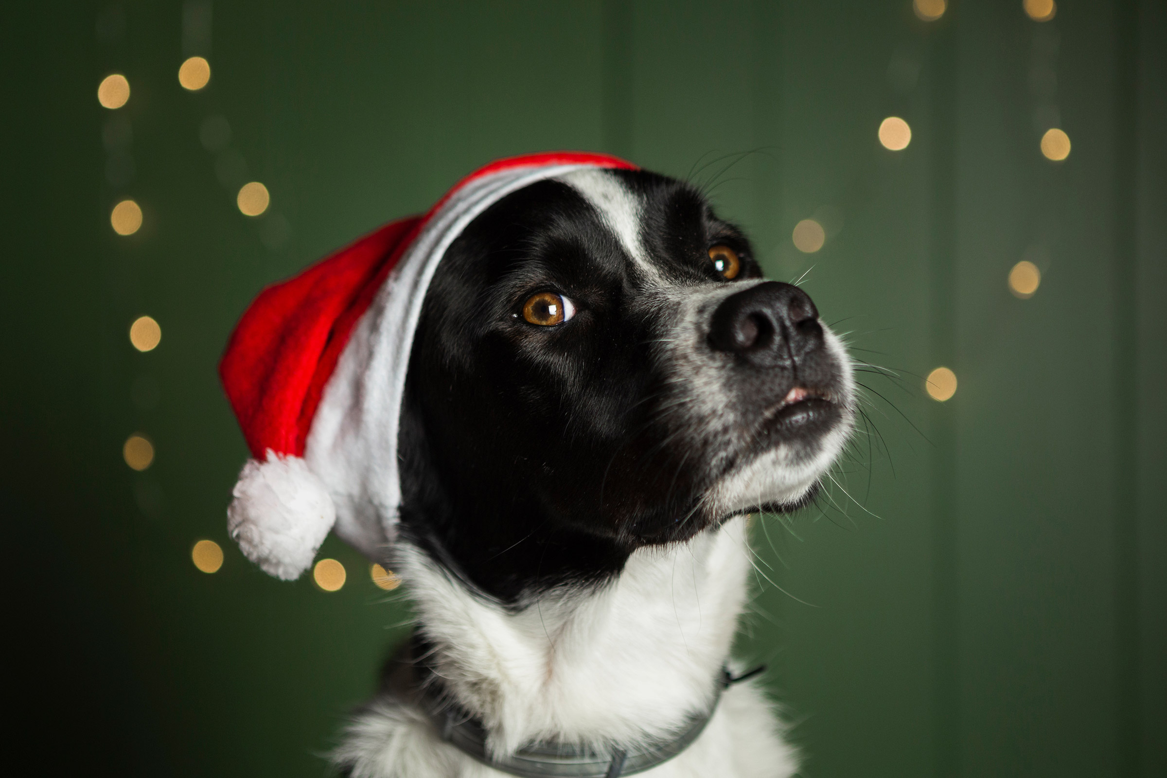 zorro dogsavior ev tierhilfe griechenland headbild weihnachten 2