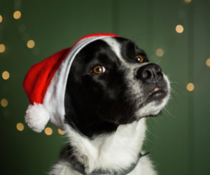 zorro dogsavior ev tierhilfe griechenland headbild weihnachten 3 handy