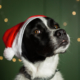 zorro dogsavior ev tierhilfe griechenland headbild weihnachten 3 handy