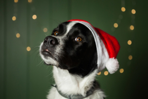 zorro dogsavior ev tierhilfe griechenland headbild weihnachten facebook