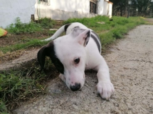 Arminia Zorro Dogsavior Dez19
