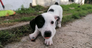 Arminia Zorro Dogsavior Dez19 Beitragsbild