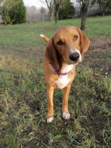 Daniel Zorro Dogsavior Dez19