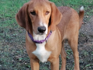 Daniel Zorro Dogsavior Dez19