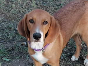 Daniel Zorro Dogsavior Dez19 1