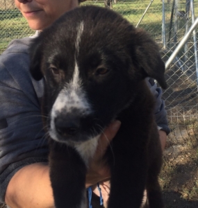 Jacob Zorro DogsaviorHp Dez19