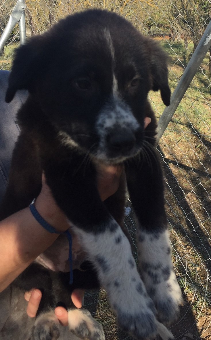 Jacob Zorro DogsaviorHp Dez192