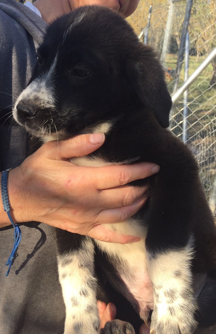 Jacob Zorro DogsaviorHp Dez194