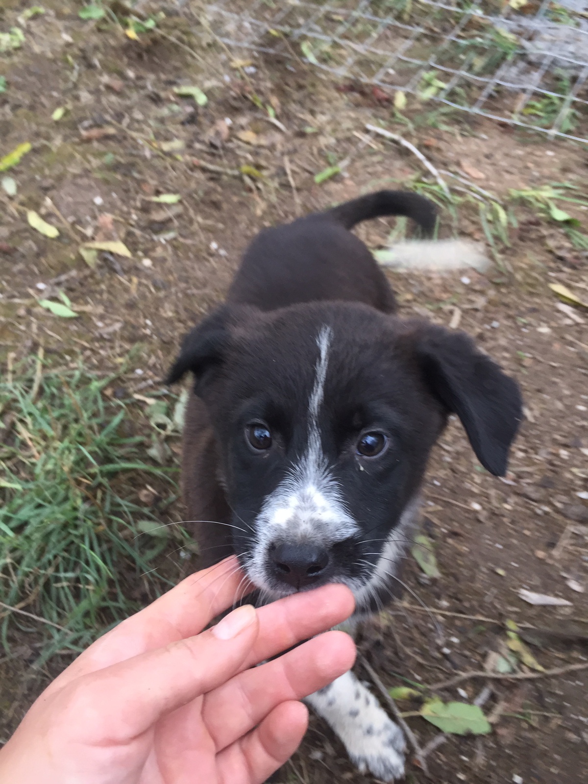 Jacob Zorro DogsaviorHp Dez195