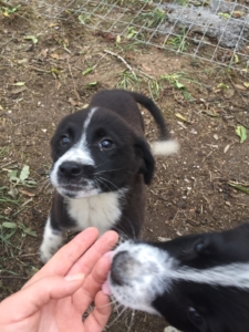 Jacob Zorro DogsaviorHp Dez196