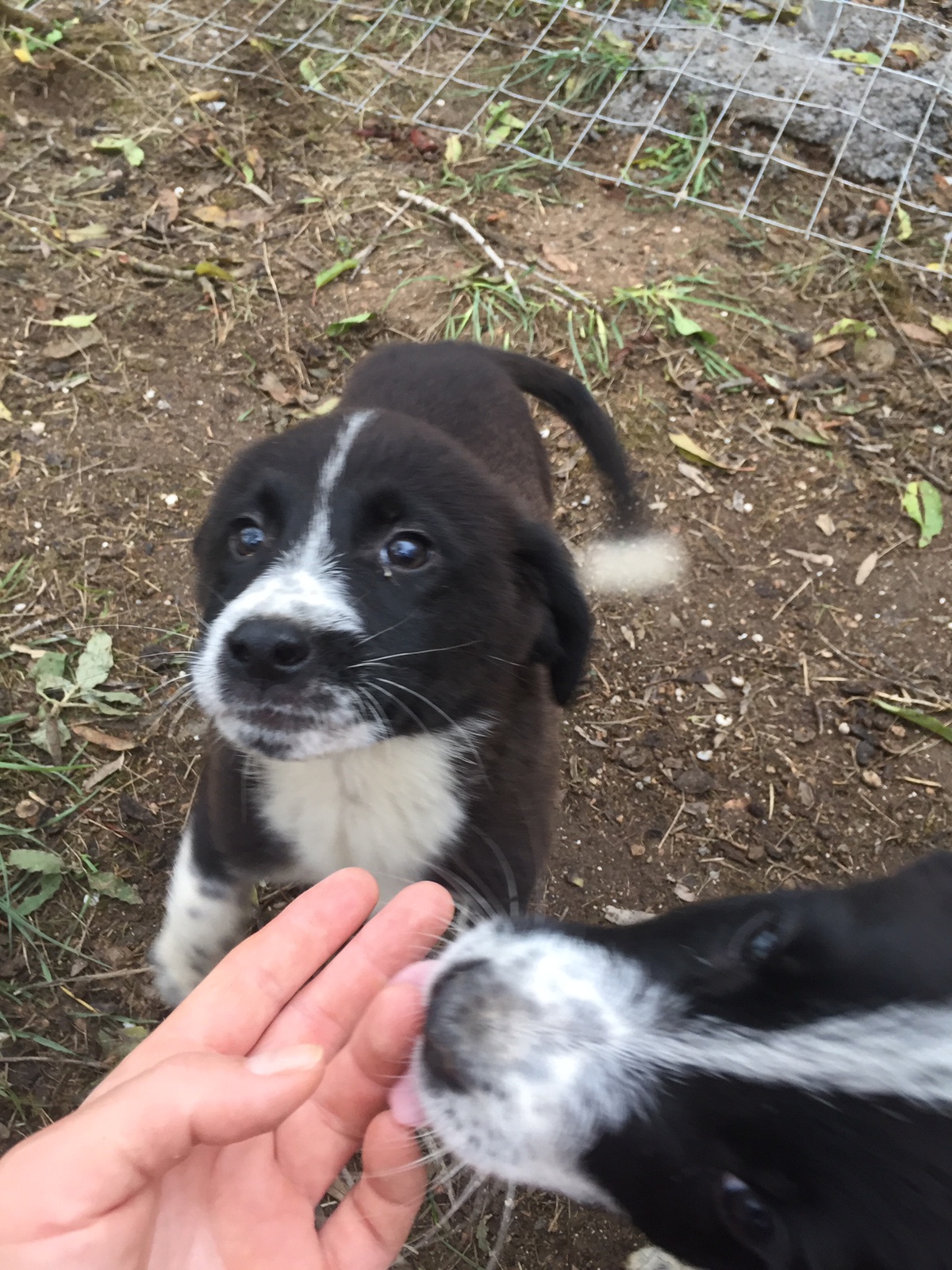 Jacob Zorro DogsaviorHp Dez196
