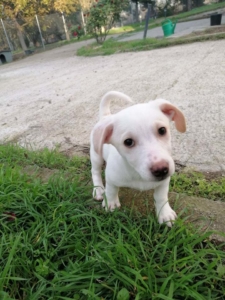 Jette Zorro Dogsavior Dez19