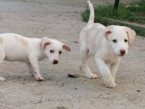 Jette Zorro Dogsavior Dez19