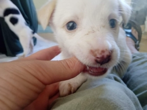 Jette Zorro Dogsavior Dez19 1