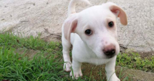 Jette Zorro Dogsavior Dez19 Beitragsbild